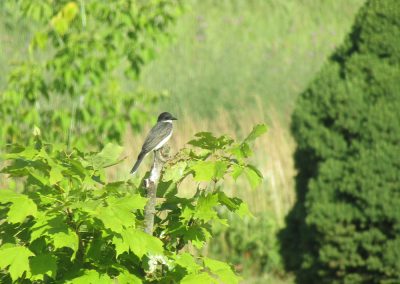 Photo of a small gray bird with a white breast sitting atop a maple tree with bright green leaves