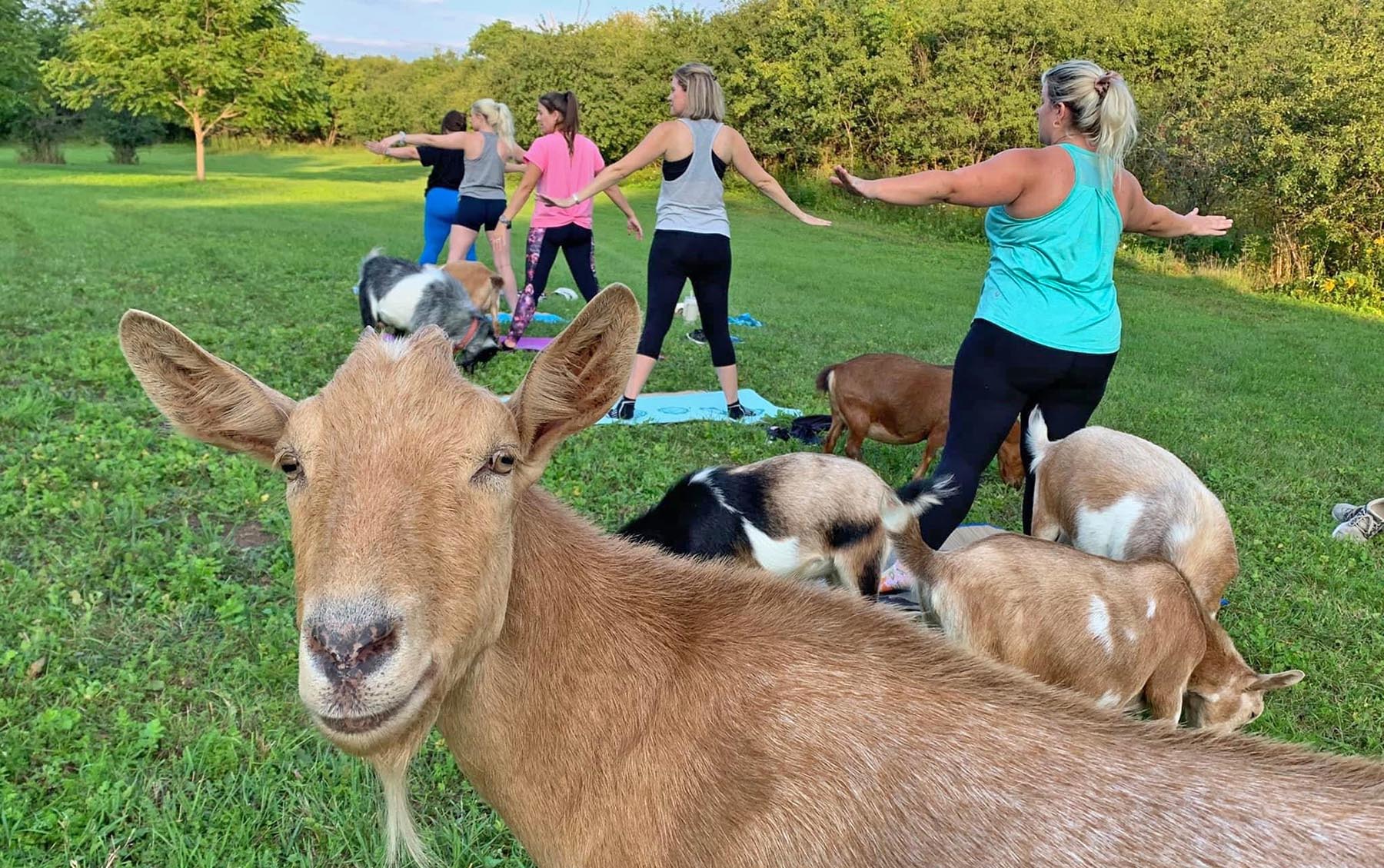 Photo of yoga class participants doing a yoga pose with goats all around them at Outskirts 1812