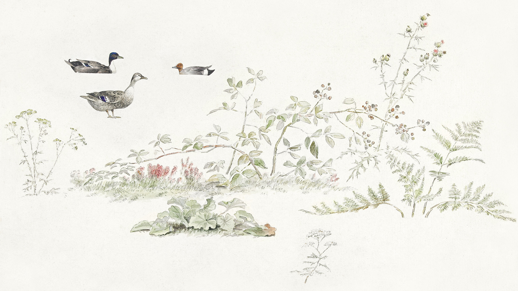 Watercolor image of plants, leaves, and ducks from Creative Commons (courtesy of RawPixel.com)