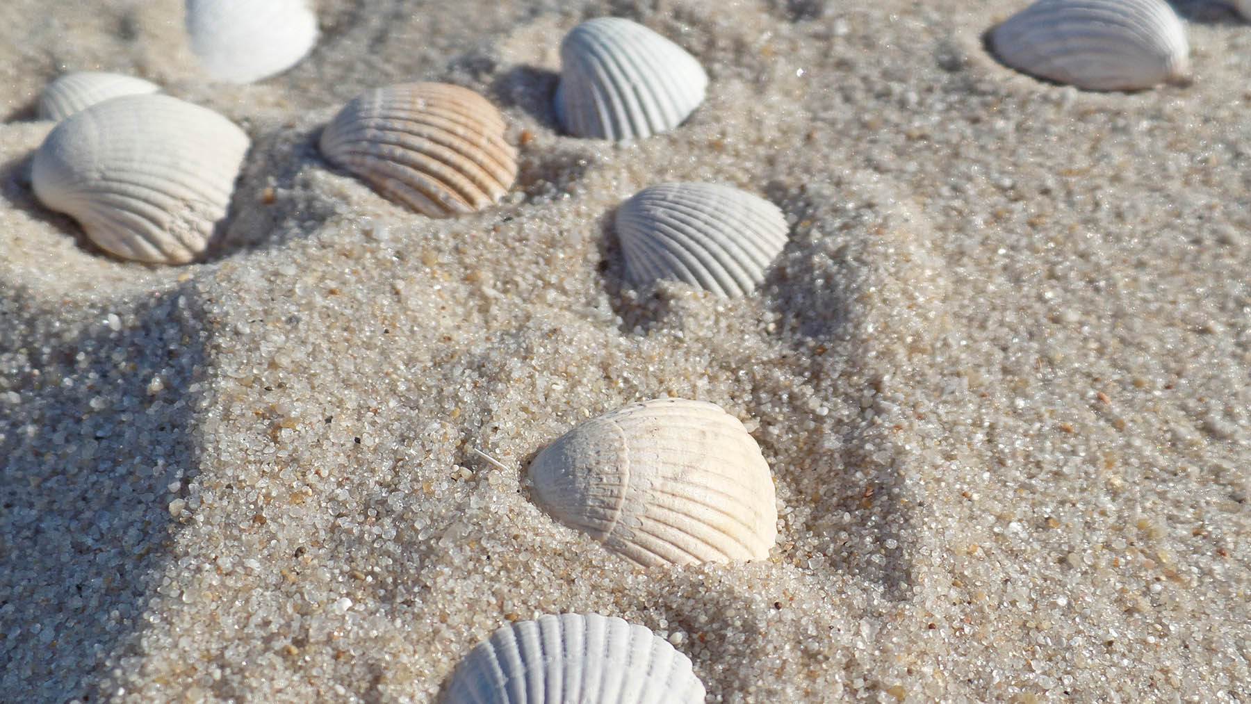 Photo of sea shells in the sand (Creative Commons Image, courtesy of RawPixel.com)