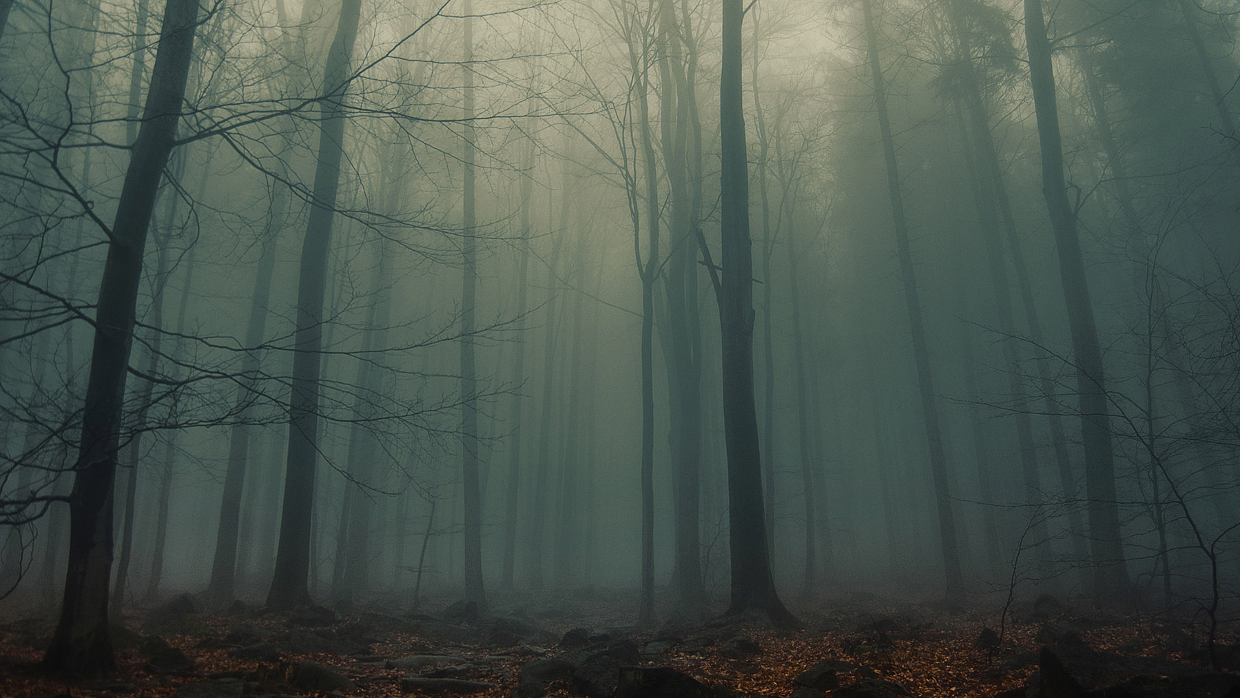 Stock photo of a wooded area blanketed in fog (Wikimedia Commons photo, courtesy of RawPixel.com)