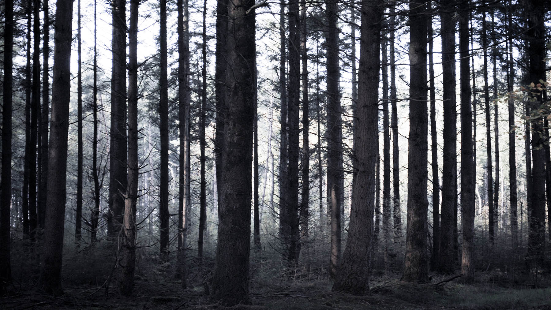 Stock photo of spooky, and somewhat barren, woods of evergreen trees