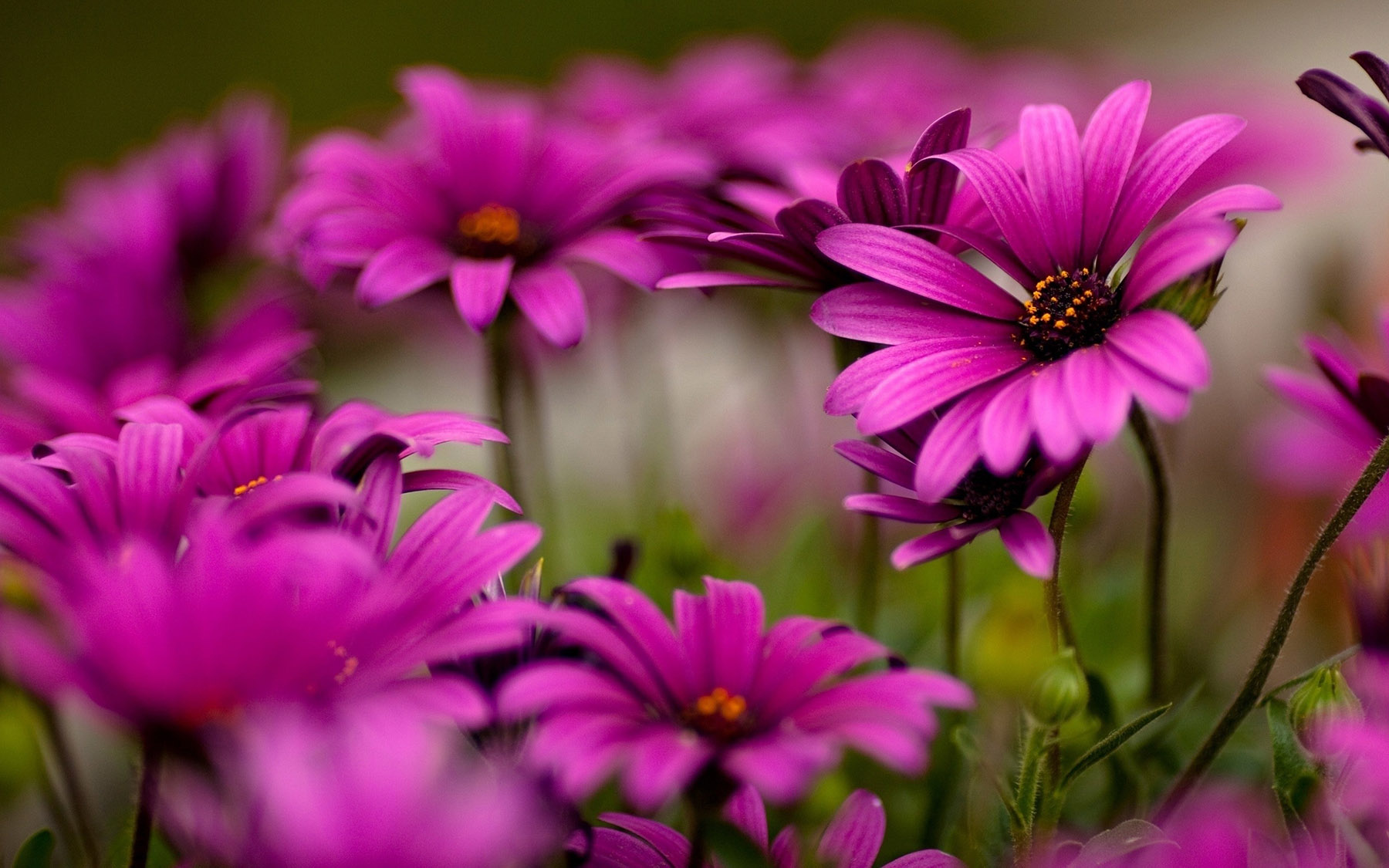 Photo of Spring Flowers (Image by RawPixel.com)